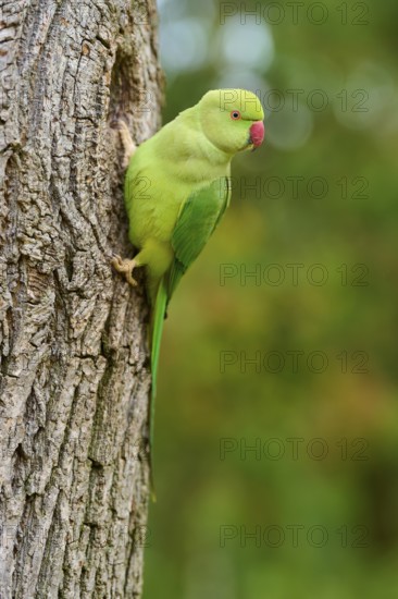 Green collared parakeet (Psittacula krameri), sitting in the nesting hole of a tree, looking