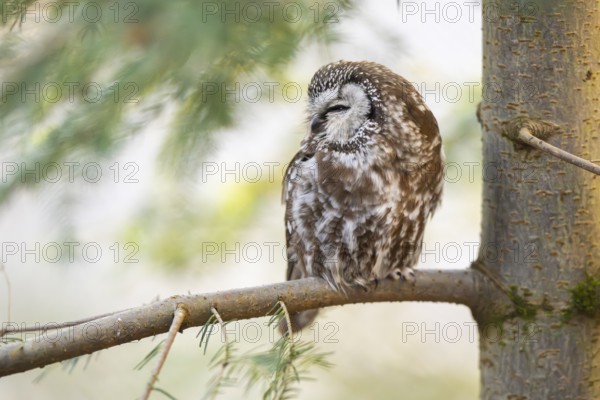 Boreal owl (Aegolius funereus) sitting in a tree in winter, Bavarian Forest Nationalpark, Bavaria,