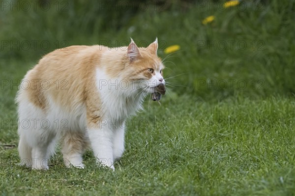 A long-haired orange and white domestic cat (Felis catus) carrying prey in its mouth and running