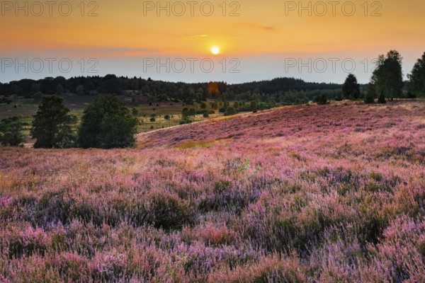 View from the Suhorn with a view of the Wümmeberg, Lüneburg Heath nature park Park at sunset, Lower