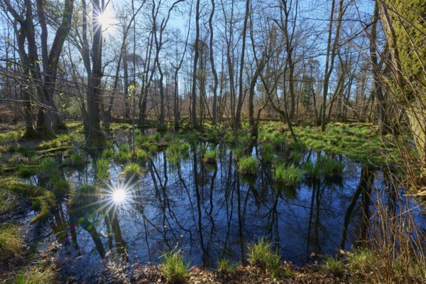 Water surface reflects the sunlight in a quiet alluvial forest area, spring, nature reserve Rote