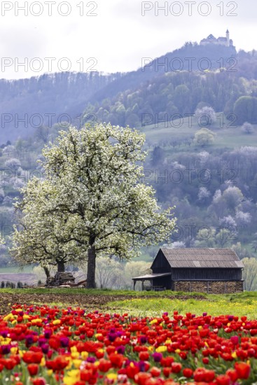 Tulip field for self-picking near Nabern on the Albtrauf of the Swabian Alb. Kirchheim unter Teck,