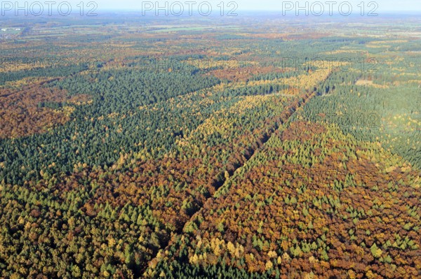 Saxon forest, aerial view, autumn forest, commercial forest, forest dieback, forest, deciduous