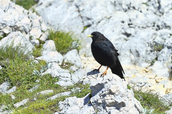 Alpine chough or yellow-billed chough (Pyrrhocorax graculus) on a grassy rock, Untersberg, Anif,