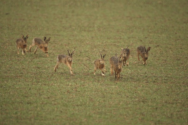 European hare (Lepus europaeus) mating season, seven males chasing a female hare across the field,