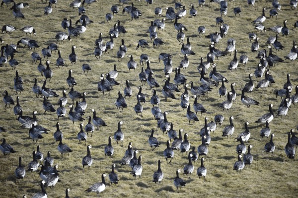 White-fronted geese, Barnacle geese, (Branta leucopsis) in a meadow in Westerhever,