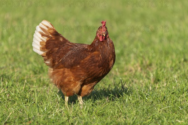 A brown chicken with white feathers looking head-on in the meadow, domestic chicken,
