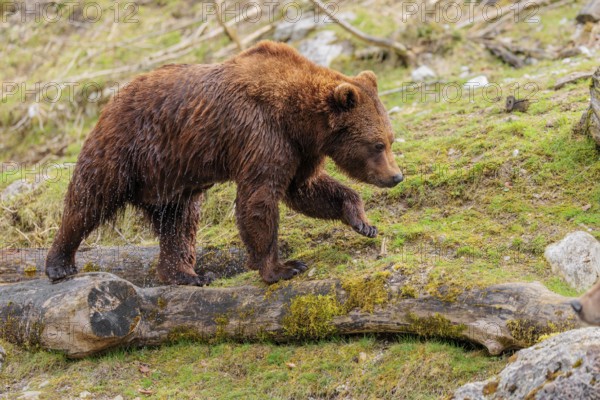 A young male brown bear (Ursus arctos arctos), soaked from bathing in a stream, runs over hilly