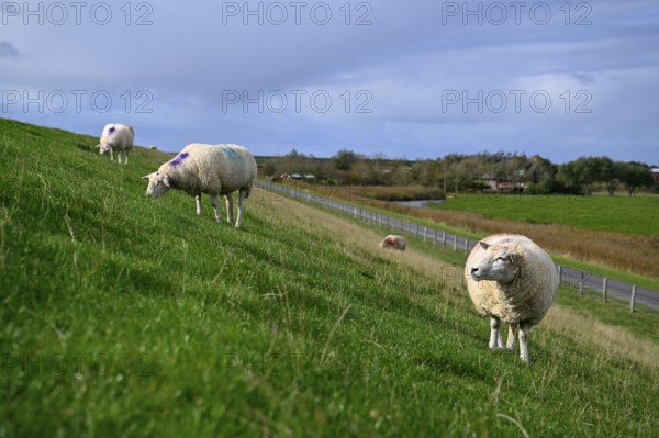 Sheep on a dyke, Pellworm Island, Schleswig-Holstein Wadden Sea National Park, North Frisia,