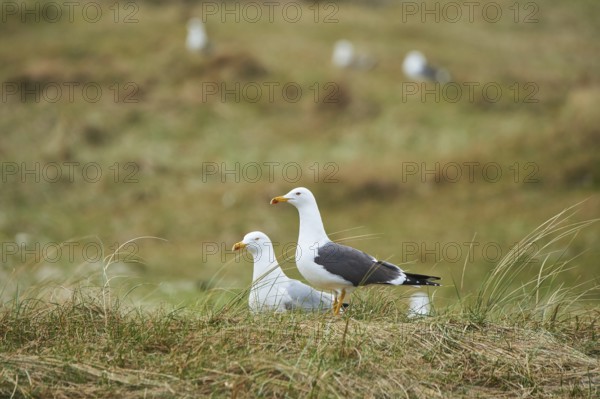 Yellow-legged gull (Larus michahellis) standing in the grass, Düne, Helgoland, Schleswig-Holstein,