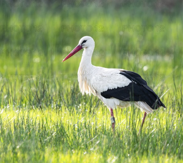 White stork (Ciconia ciconia) foraging in a meadow, spider threads on the grass, Lower Saxony,