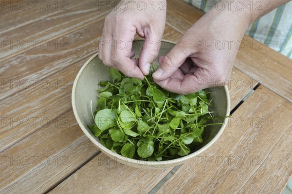 Watercress (Nasturtium officinale), fresh cress for the preparation of a cress soup, bowl, bowl on