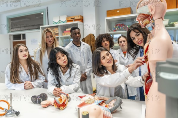 Medical students and professor learning human anatomy using anatomical models in a university