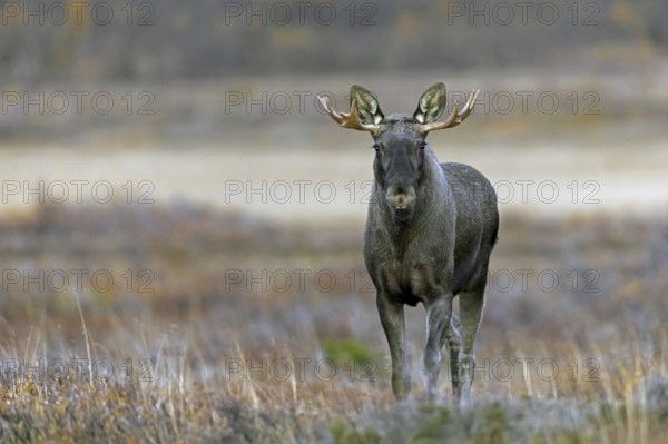 Moose, elk (Alces alces), adult bull, male foraging on the tundra in autumn, fall, Sweden,