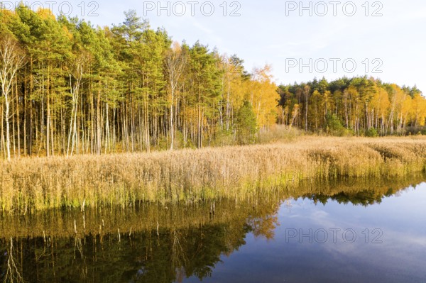 Shore zone with reeds and trees with autumn leaves are reflected in a lake of the Luggraben, on the