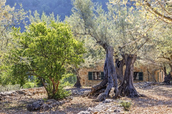 Olive farm with old olive trees in an orchard with an old stone house on the countryside a sunny