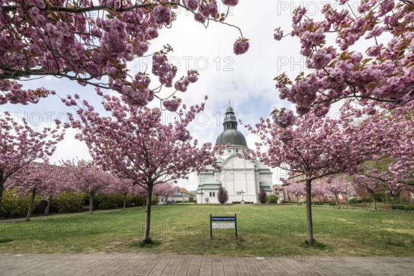 Japanese flowering cherries (Prunus serrulata Kanzan) in front of St Martin's Church in Haren,