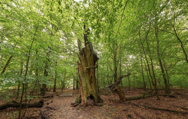 Fire stump, dead tree trunk in the Sababurg primeval forest, Reinhardswald estate district,