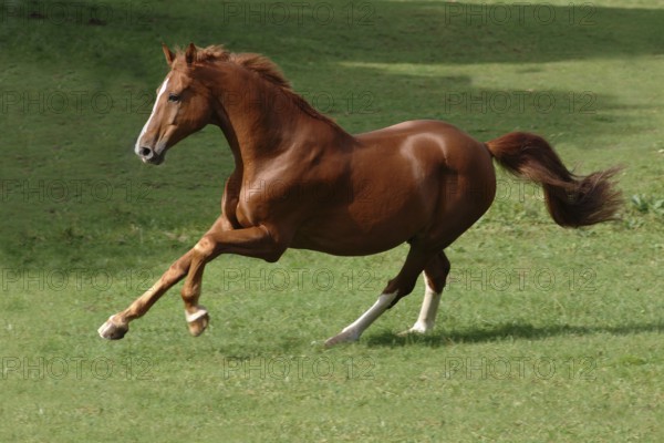 Hanoverian at a gallop