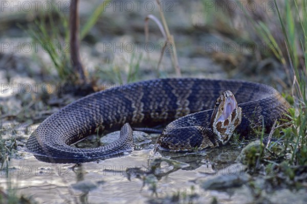 Water moccasin otter needs standing water of all kinds as habitat (Water moccasin snake), Water
