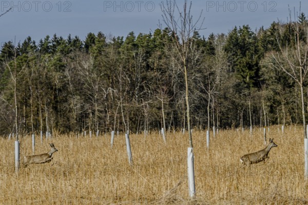 Two deer running through an open field in front of a forest with bare trees, Höllbachtal, Upper