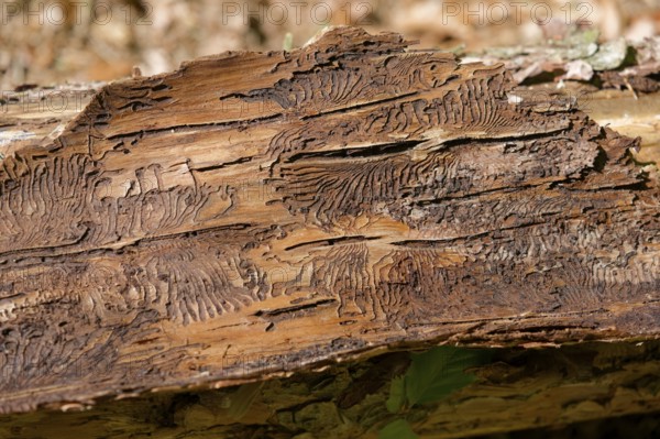 Bark beetle, beetle infestation, natural disaster, tree mortality, forest dieback, climate change,