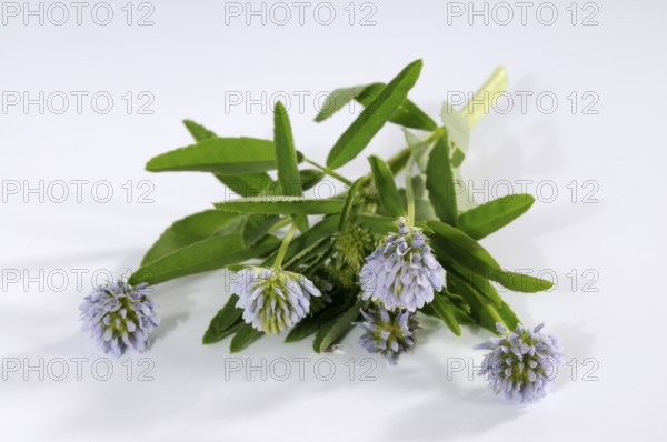 Trigonella caerulea (Trigonella caerulea), Zigonella caerulea, Zigainerkraut, Cheese clover, Bread