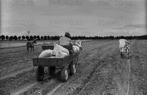Germany, Trinwillershagen, 16.9.1991, on the way home from picking potatoes, horse-drawn carriage,