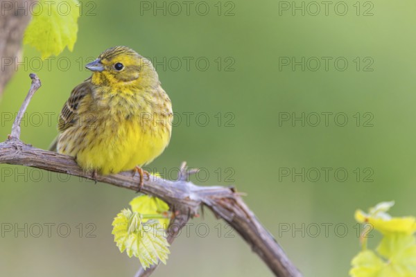 Yellowhammer (Emberiza citrinella) Bruant jaune, Escribano Cerillo, Ast, branch, Ormoz area, Ormoz,