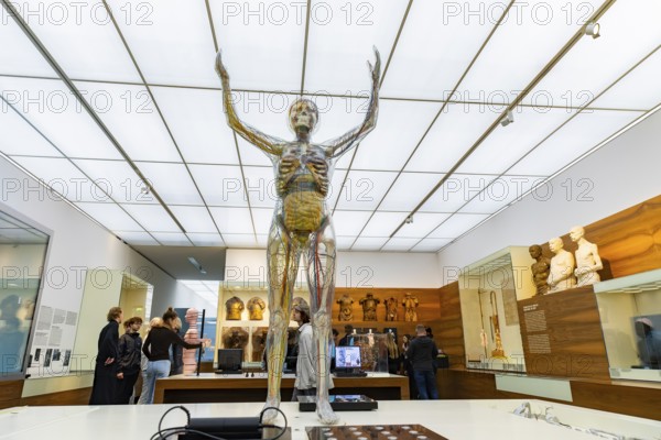 Founded in 1912, the Deutsches Hygiene-Museum is a museum in Dresden. It sees itself as a public
