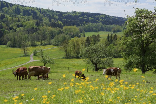 Spring in the Rottal near Wielandsweiler, cow, cattle, buttercup, May, spring, Mainhardter Wald,