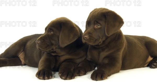 Brown Labrador Retriever, Puppies on White Background, Normandy