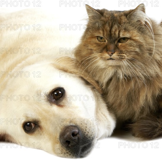 Yellow Retriever Labrador Female with Tortoiseshell Persian Domestic Female against White