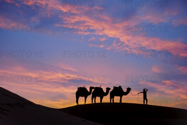 Silhouette of three camels and their handler against the rising sun in the Saharan Desert in