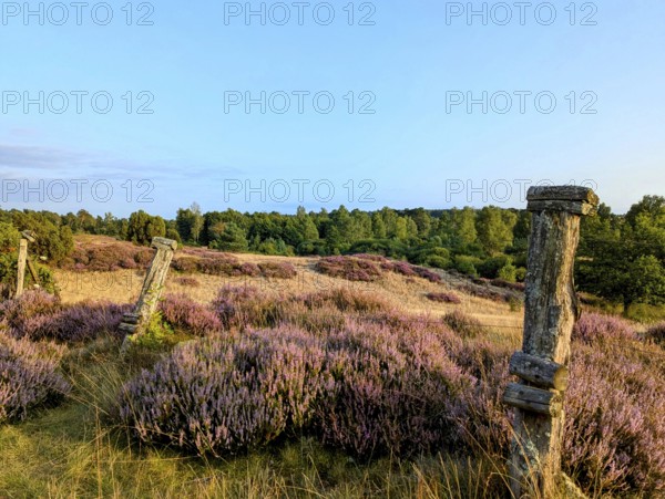 Summer and heather blossom in the Lüneburg Heath, on a hike through the nature reserve, near