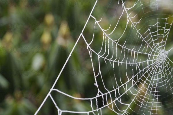 A spider's web covered with frost stands out from the background, wintry, Borken, Münsterland,