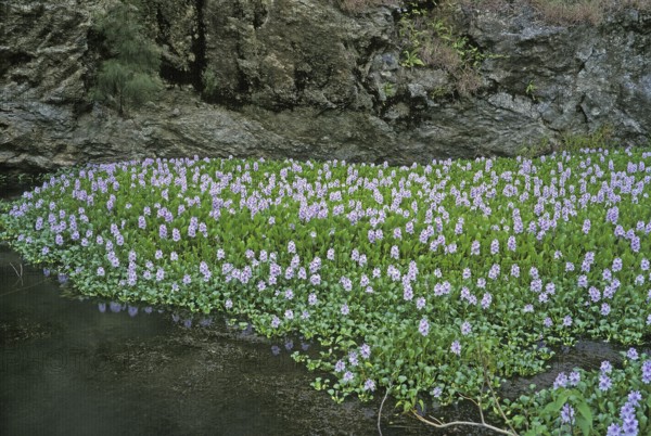 Thick-stalked Common water hyacinth (eichhornia crassipes), pikeweed, RIVER COVERED BY WATER