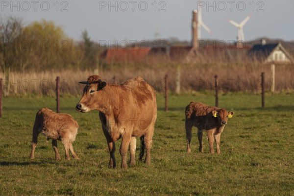 Cow with her calves on a pasture with wind turbines in the background, ramsdorf, münsterland,