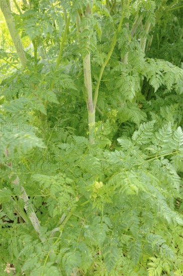 Spotted hemlock, Spotted hemlock (Conium maculatum), Bangenkraut, Blood hemlock, Dollwort, Earth