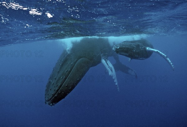 Humpback whale, mother and calf, Megaptera novaeangliae, Rurutu, Pacific Ocean, Tahiti, French