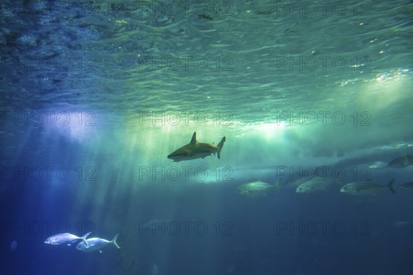 Undersea scene background. A shark and tropical fishes in deep blue water. Undersea marine life.