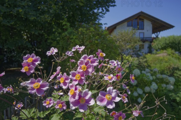 Blooming anemones in Chiemgau, Bernau am Chiemsee, Bernau, summer, August, Chiemgau, Chiemgau Alps,