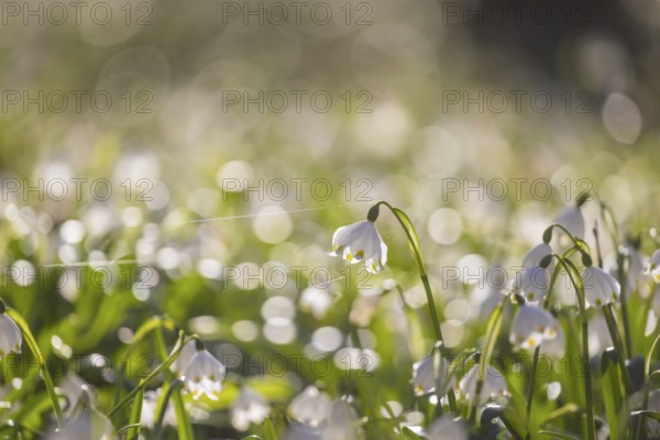 Spring snowflakes (Leucojum vernum) blooming in a riparian forest in Petzschwitz, Pretzschwitz,