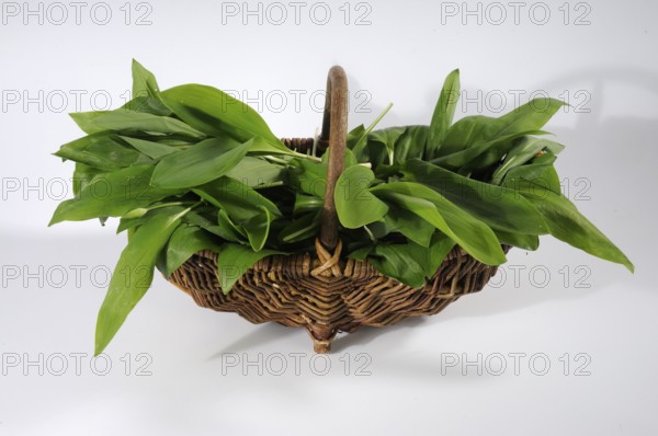 Leaves of wild garlic (Allium ursinum), lily of the valley (Convallaria majalis), autumn linseed