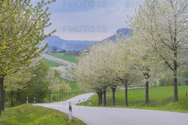 The Kirschallee from Altendorf to Rathmannsdorf with the Königstein Fortress and the Lilienstein on