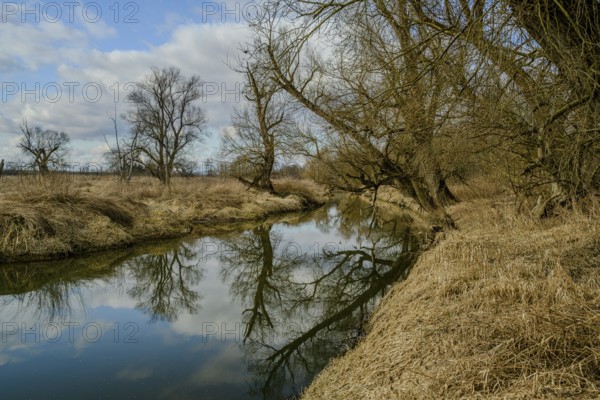 Calm river with reflection of barren trees and cloudy sky, alluvial forest, old Danube, Bogen,