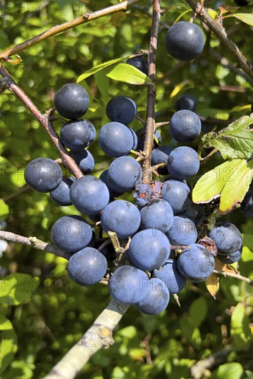 Sloe berries in late summer, (Prunus spinosa), blackthorn, blackthorn, fruit, fruits, berries,