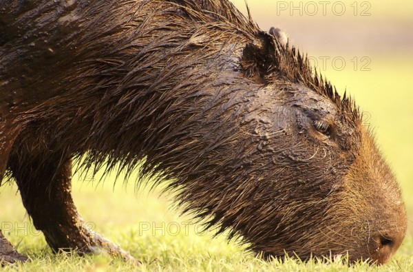 Capybara (Hydrochaeris hydrochaeris)