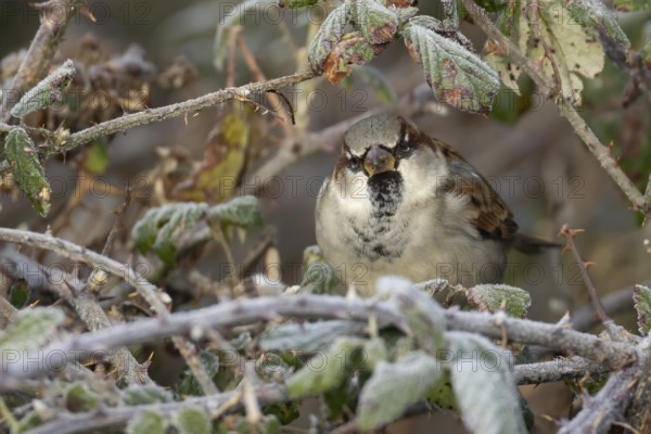 House sparrow (Passer domesticus) adult male bird in a hedgerow in winter, Norfolk, England, United