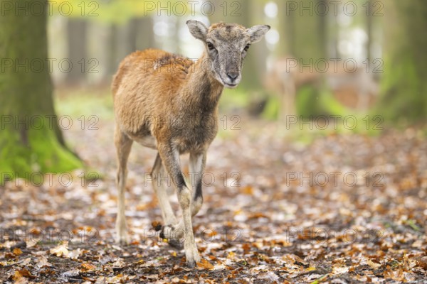 European mouflon (Ovis aries musimon) sheep (female) walking in a forest in autumn, Bavaria,